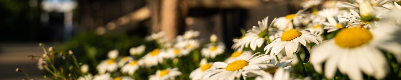 Daisies planted in front of Lake Michigan Hall blurred in the background